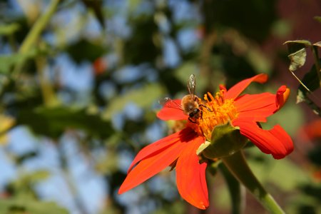 Bee on a bright flower