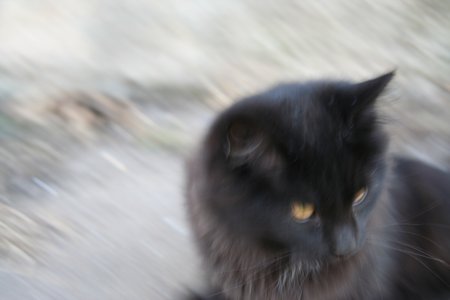 Black fluffly cat