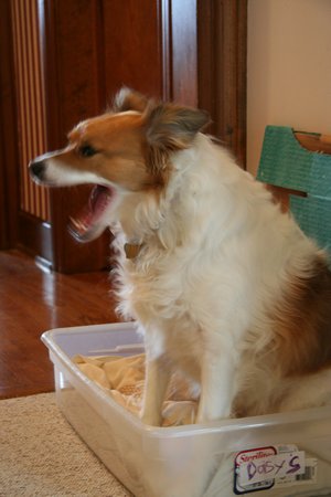 Daisy yawning
