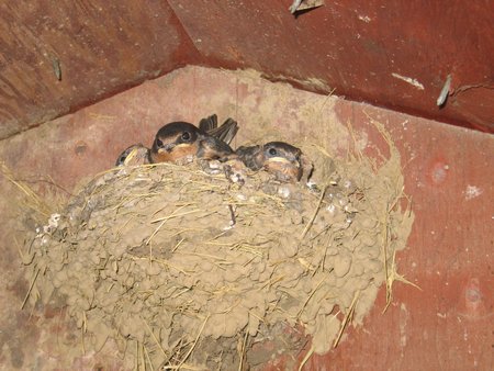 Three baby barn swallows