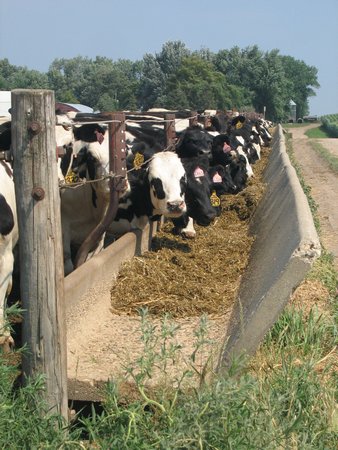 Cows at their trough