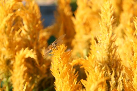 A dragonfly on yellow celosia