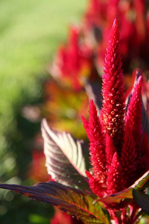 More celosia, an annual worth planting