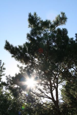 Sun through a coniferous tree