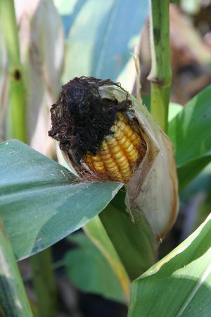 A ripening ear of corn