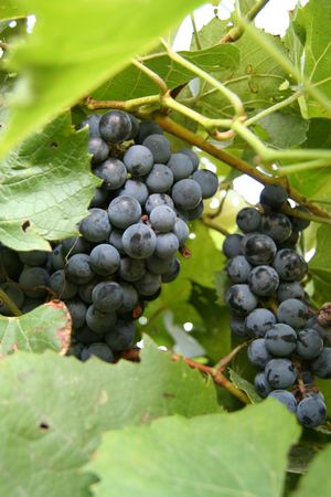 Ripe grapes on the vine
