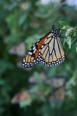 A monarch in the migration
