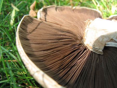 2:Mushroom