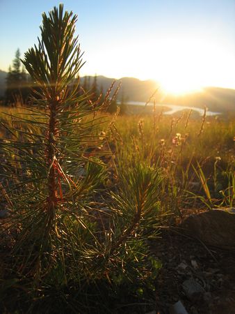 Young pine in sunset